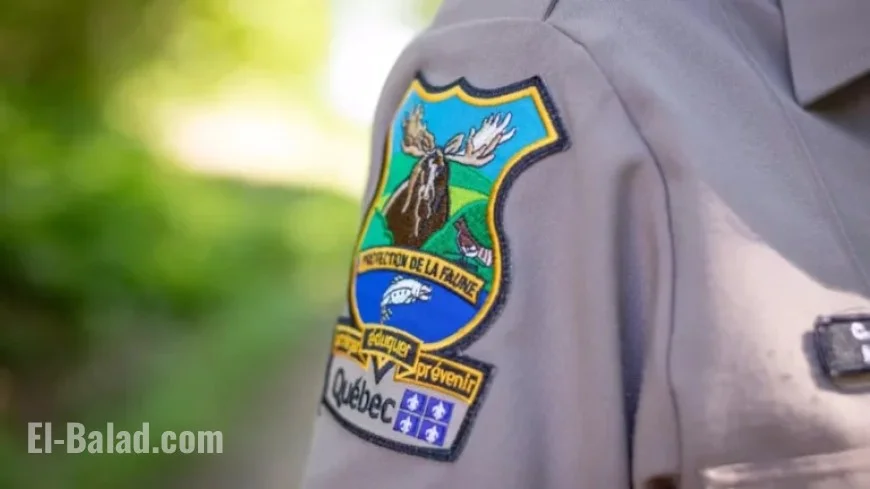 Illegal Moose Poaching on Côte-Nord Raises Concerns