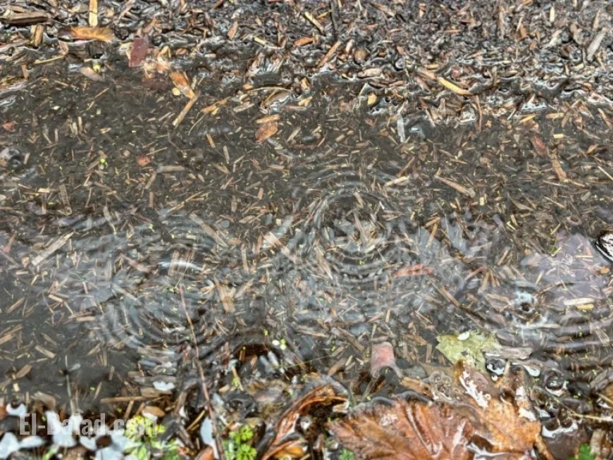 Maps Reveal Potential for 4-Inch Rainfall in Oregon’s Atmospheric River Path