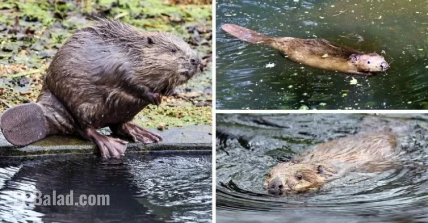 East Devon Wildlife Park Proposes Rehab Housing to Support Beaver Population