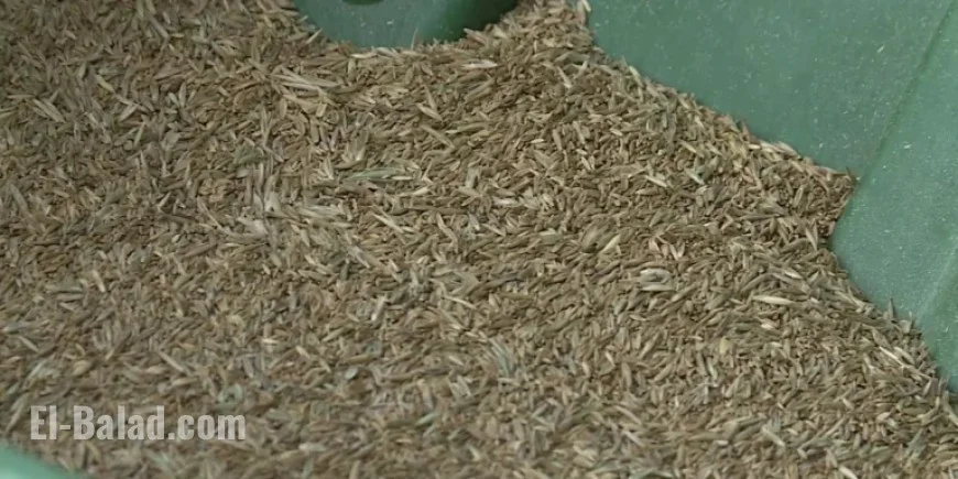 North Dakota Farmer Fined $60,000 for Seed Law Violations