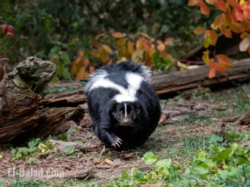 U.S. Man Dies from Rabies Following Infected Kidney Transplant