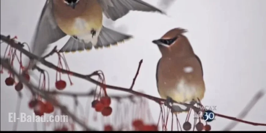 Vermont Anticipates Surprising Surge in Winter Bird Migration