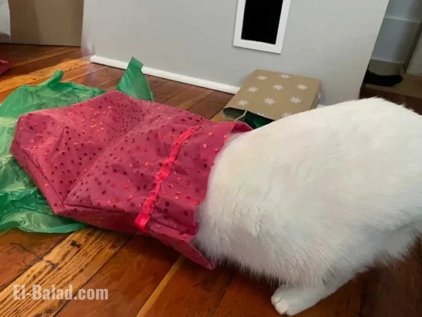 Cats Celebrate Every Day Like Boxing Day