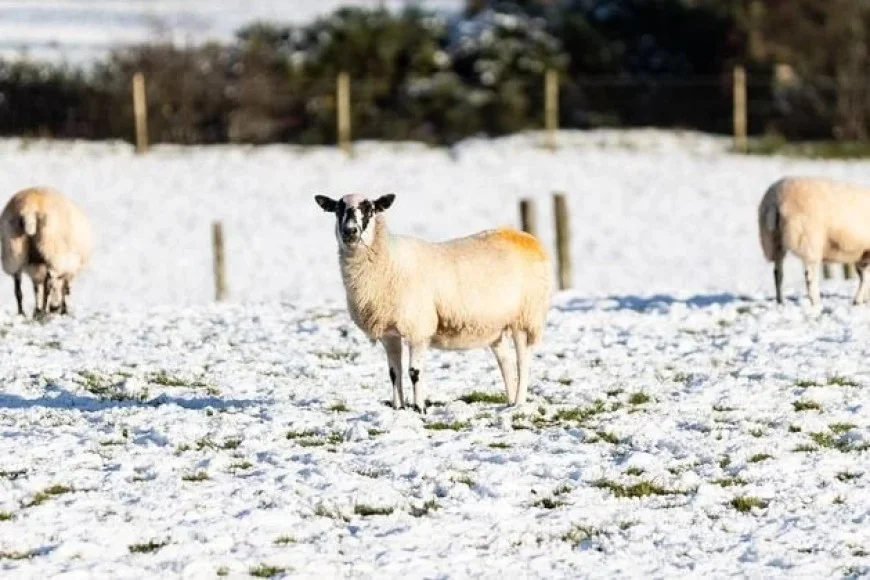 Will Northern Ireland See a White Christmas? Exploring Post-Ice Age Traditions