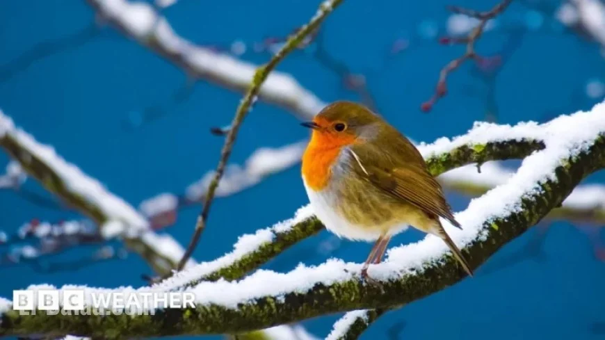 UK Christmas Forecast: Will Snow Cover the Nation This Year?