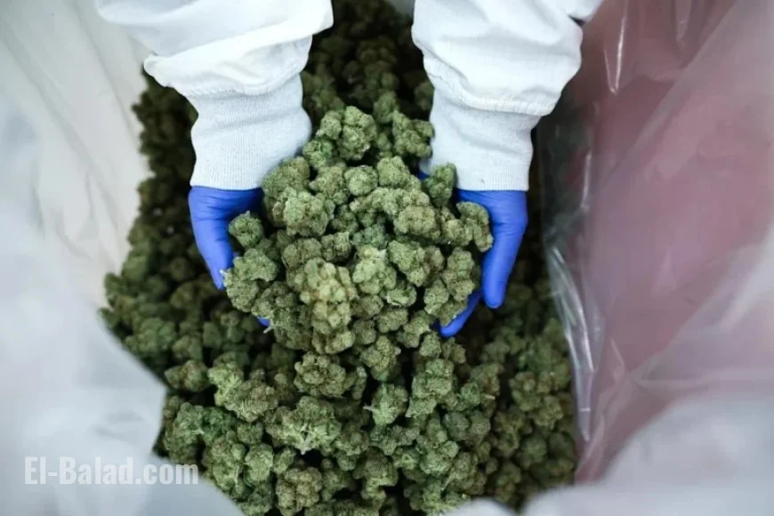 Trump Plan to Ease Cannabis Restrictions Boosts Pot Stocks