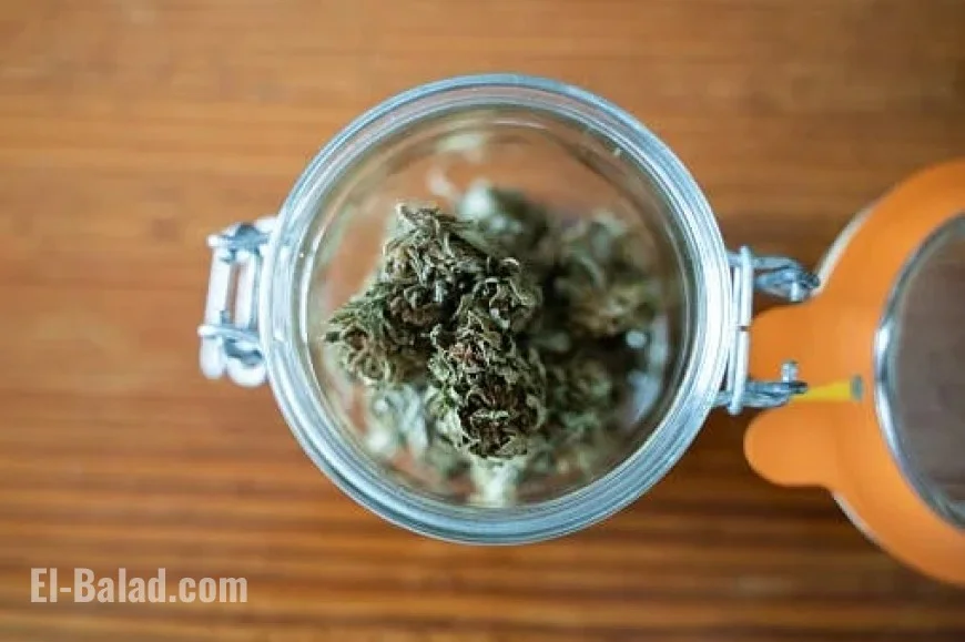 Weed Stocks Surge on Reports of Trump Administration Marijuana Reclassification