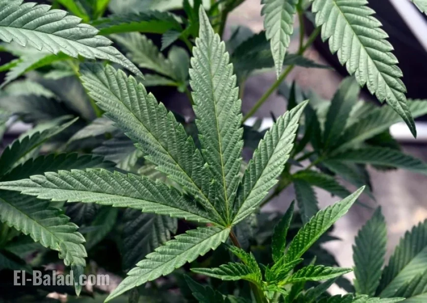 Reclassification of Marijuana: Impact on Americans Explained by The Washington Post