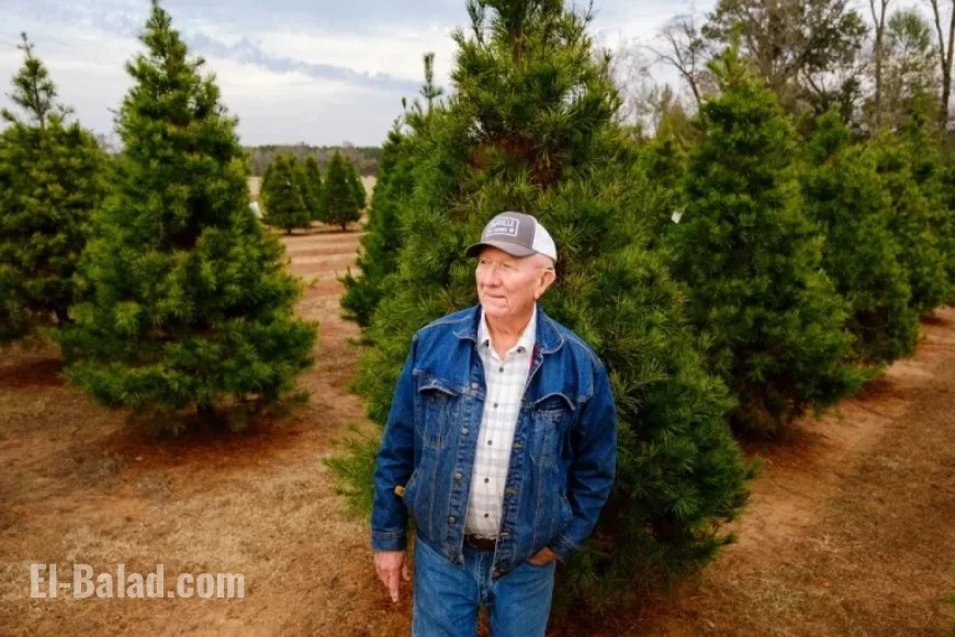 Texas Christmas Tree Farm Shuts Down Amid Surging Sales