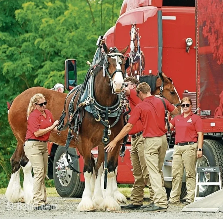 Anheuser-Busch Closes 3 Plants: Impact on Baldwinsville’s Major Brewery