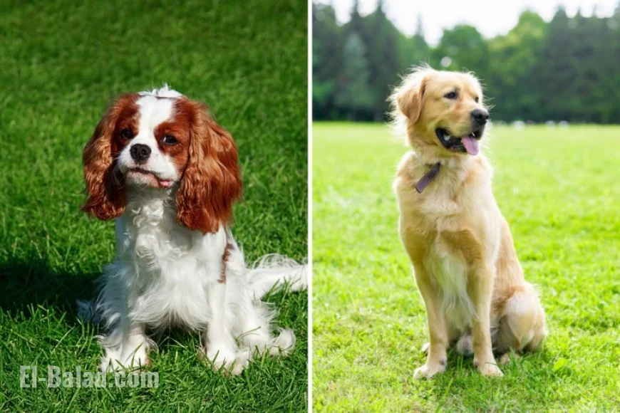 Golden Retriever and Cavalier Puppies Surprise with ‘Mini’ Offspring