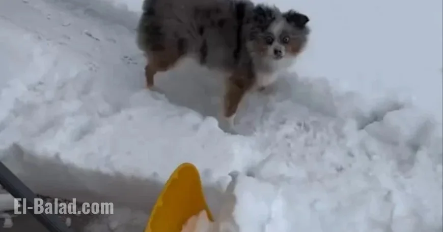 Dog Delights in Playing With Snow Shovel: Watch Video