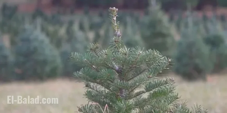 Christmas Tree Farm Thrives with Remarkable Comeback