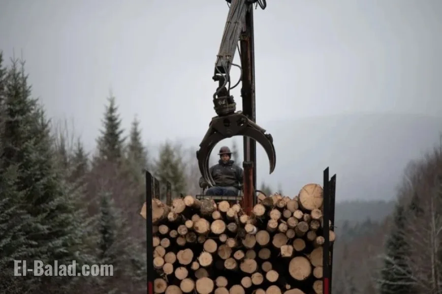 Tariffs Hit Hard: Maine Loggers Face New Challenges