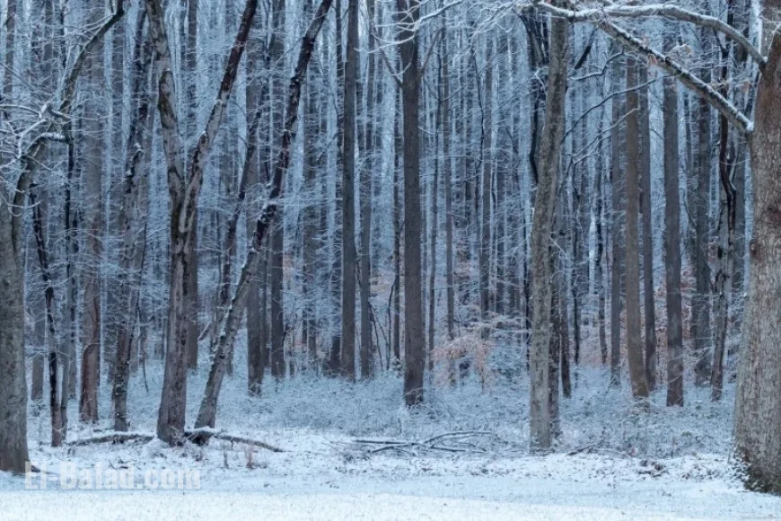 Snowfall Totals for Sunday in D.C., Maryland, and Virginia