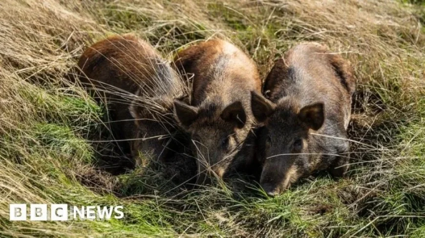 Three Pigs Transform Harold’s Park Wildland