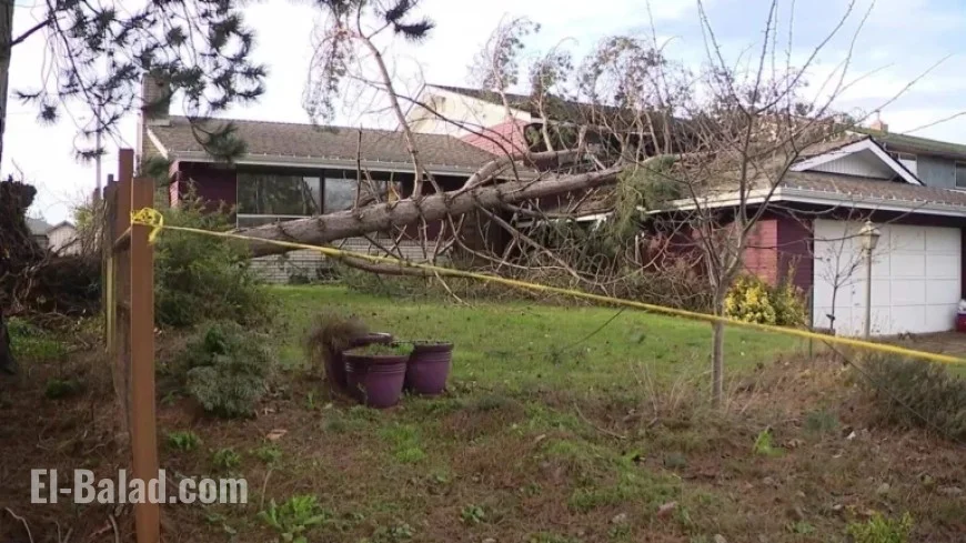 Strong Winds in Western Washington Cause Tree to Fall on Everett House