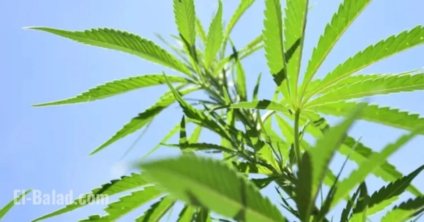 Federal Hemp Regulation Boosts Beverage Innovation Opportunities