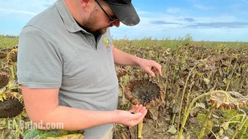 Sunflower Farmer Urges Governor for Effective Crop Protection Measures