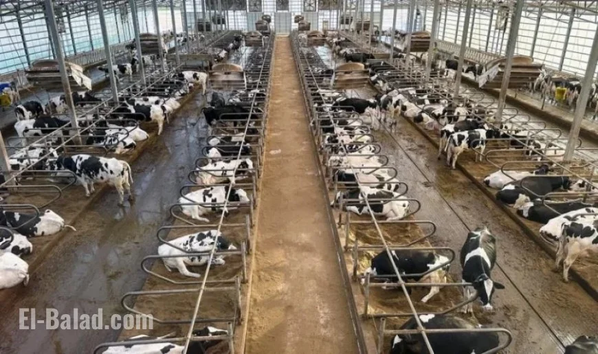 Wisconsin Discovers Avian Flu in Cattle for First Time