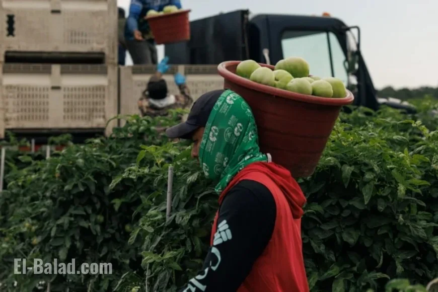 Few Farms Join Fair Food Program, Experts Cite Abuse Prevention Potential