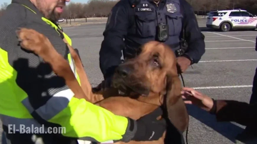 DC Police Bloodhound Successfully Locates Two Missing Individuals