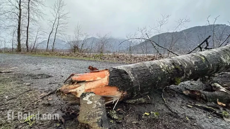 Gale-Force Winds Topple Tree, Kill Chilliwack Mother in Park