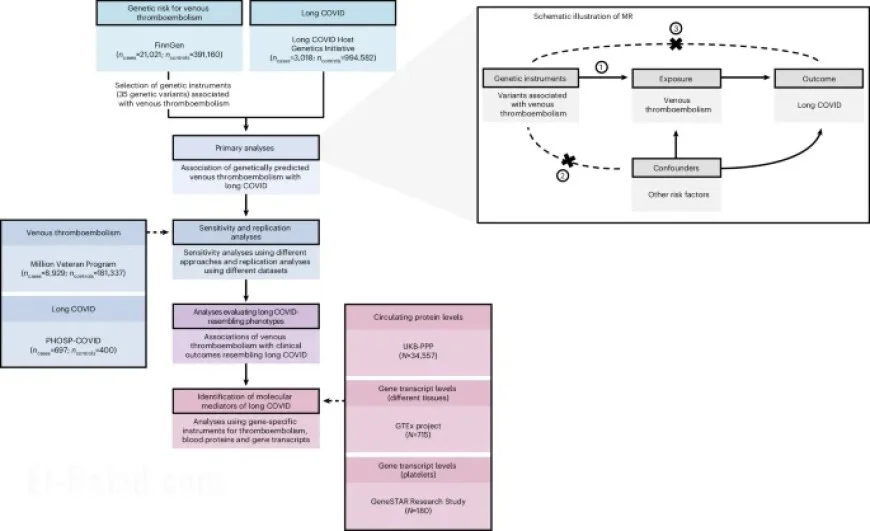 Genetic Links to Thromboembolism in Long COVID Uncovered in Europeans