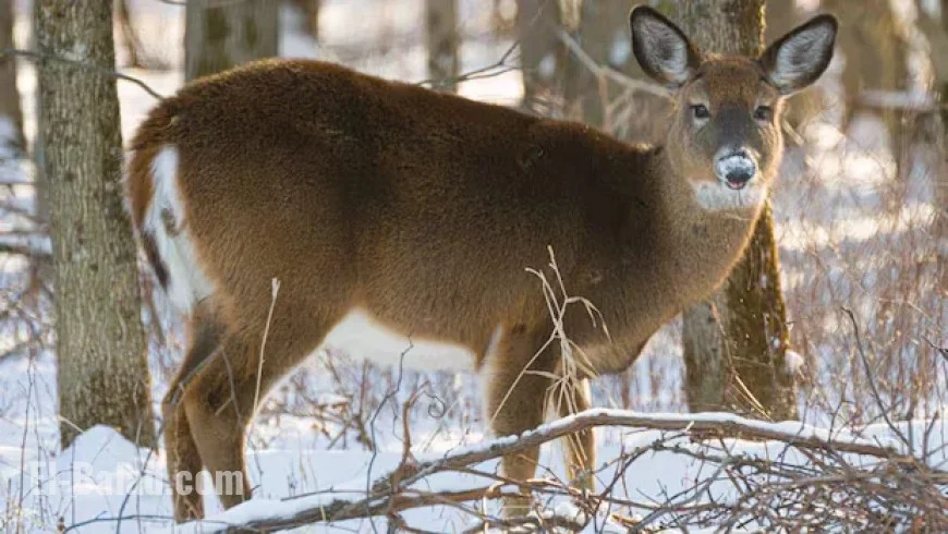 Two ‘Zombie Deer Disease’ Cases Confirmed in Kootenay, B.C.