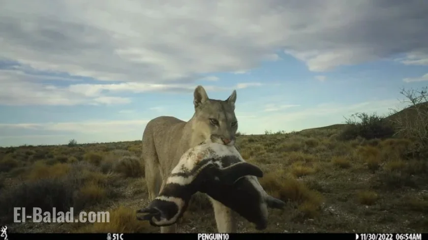 Pumas Return to Patagonia, Surprise Scientists with Penguin Interaction
