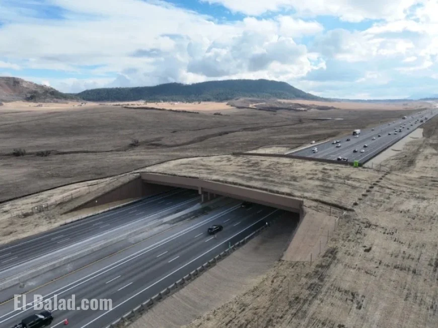 North America’s Largest Wildlife Overpass Opens for Elk in Douglas County