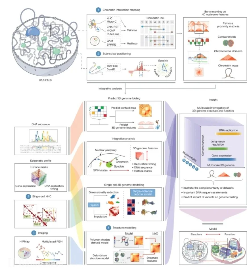 Comprehensive Analysis of Human 4D Nucleome Structure and Function