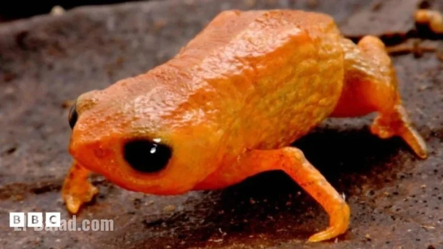 New Orange Toad Species Bracycephalus Lulai Discovered in Brazil