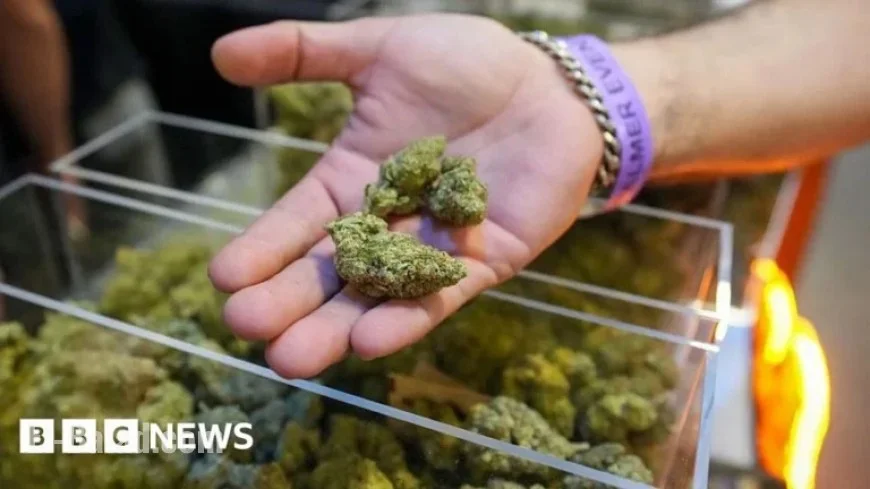 Trump to Expand Marijuana Access, Signaling Major Drug Policy Shift