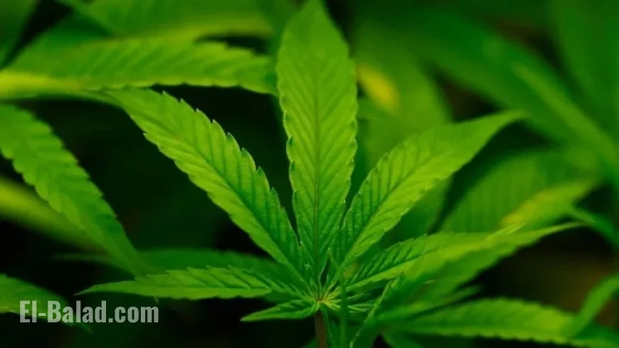 Trump to Sign Executive Order Reclassifying Marijuana, Easing Restrictions