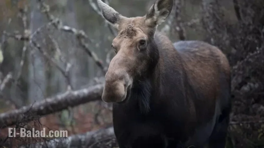 No Universal Lottery for Female Moose