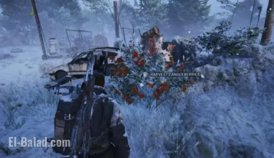 Discover Candleberries and Flickering Flames Items in Arc Raiders