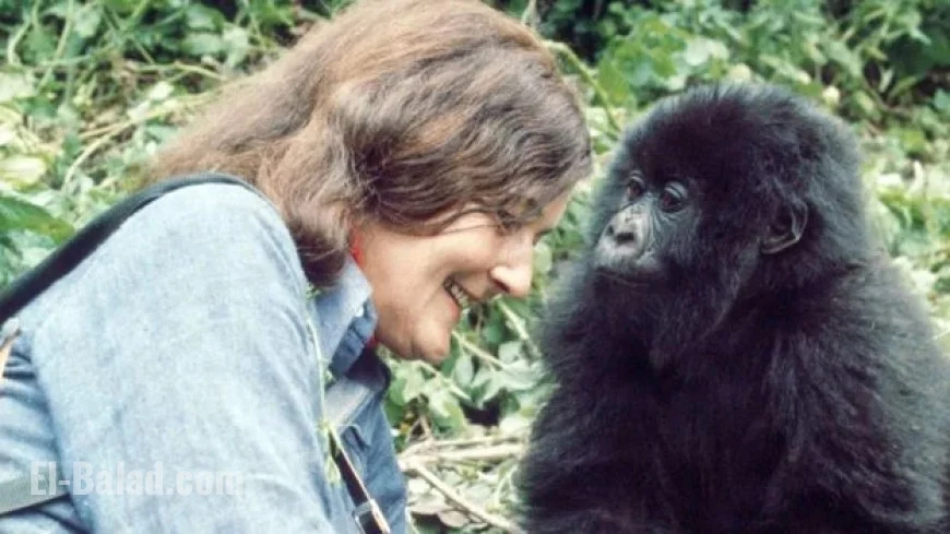 Heroic Woman Sacrifices Life to Protect Endangered Gorillas