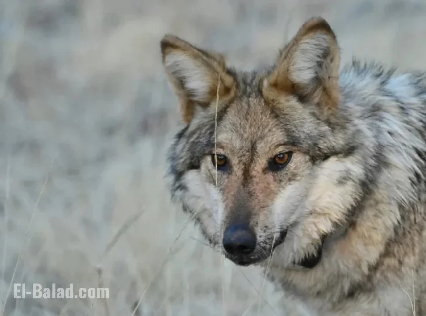 US House Approves Bill to End Federal Protections for Wolves