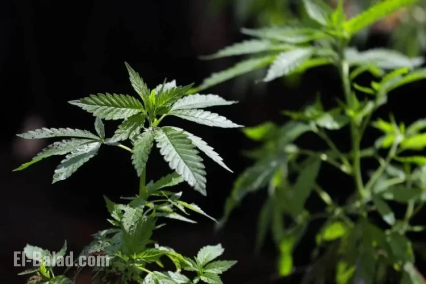 President Directs DOJ to Ease Cannabis Regulations, Impacting Colorado Industry