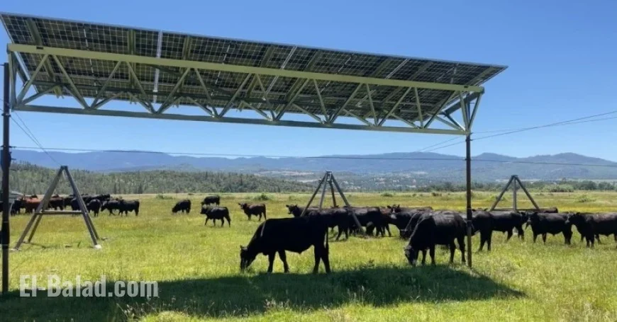 Oregon Ranch Installs Solar Panels, Preserves Grazing Land