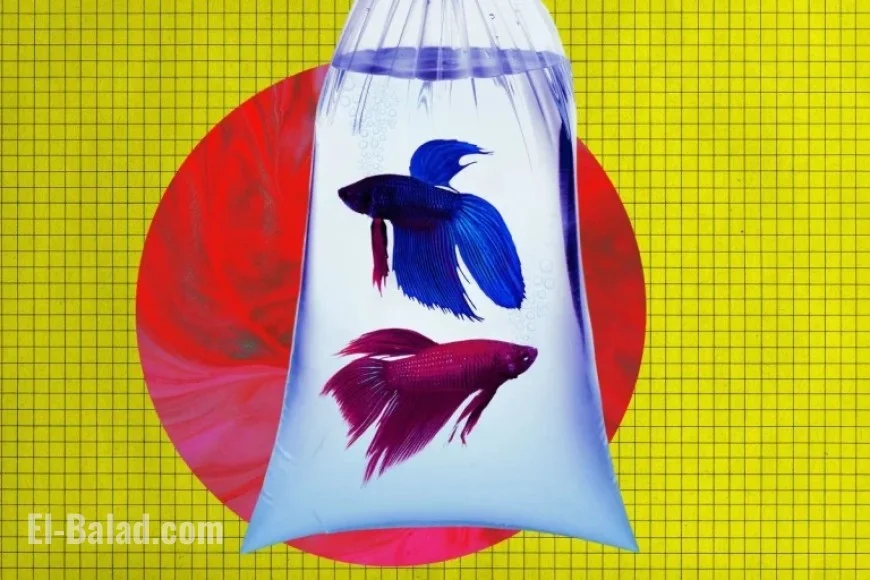 Anthropic’s AI Bankrupts Vending Machine by Ordering PlayStation 5 and Fish