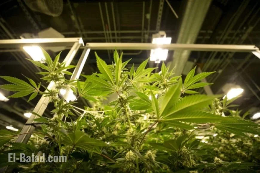 Marijuana Rescheduling: Expert Answers to Your Pressing Questions