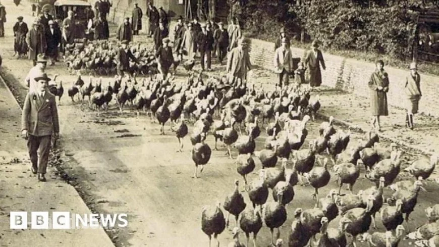 Turkeys Marched to London for Christmas Traditions