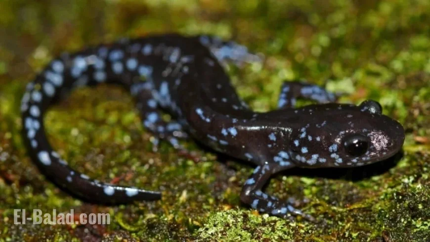 NPR: Salamanders Thrive Remarkably in Snowy Conditions