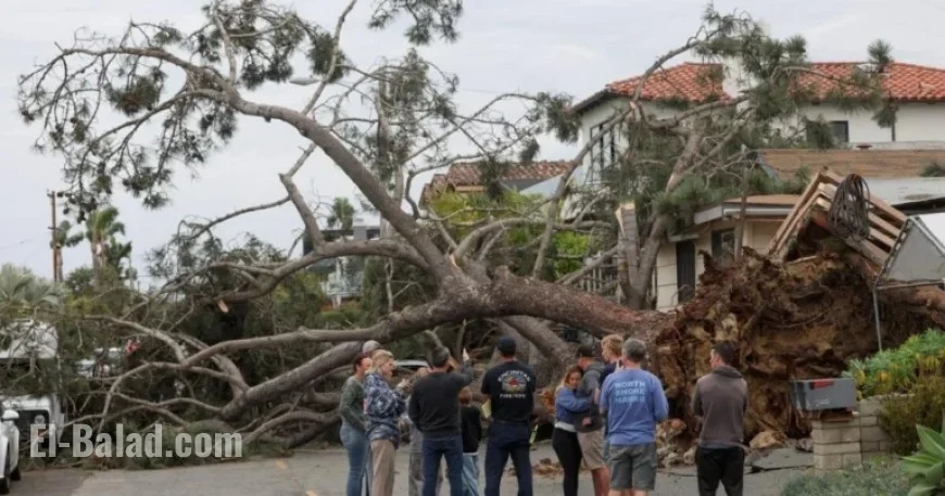 Falling Tree Kills San Diego Man in Third Storm-Related Death
