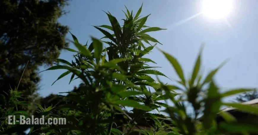 Cannabis Reclassification May End Dispensaries’ Financial Struggles