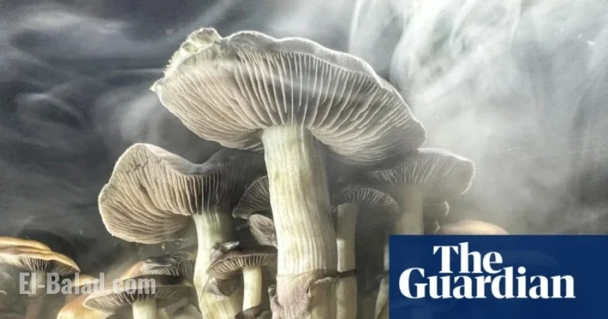 US Psychedelic Churches Thrive: Legal Drug Use on the Rise