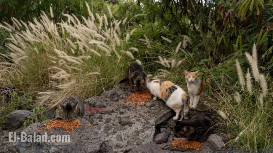 Hawaii Big Island Prohibits Feral Cat Feeding to Protect Endangered Species