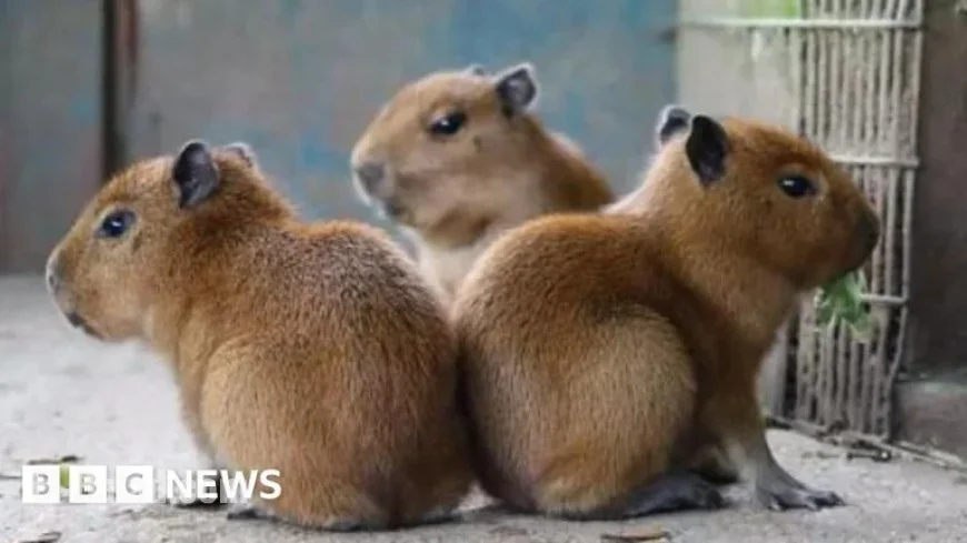 Heartwarming Stories from Jersey and Guernsey to Brighten Your Day